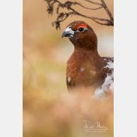 2943 x 4415_Px _RM_160611_MG_4086.jpg