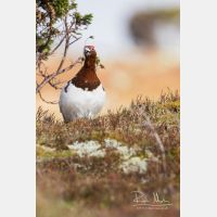 3248 x 4872_Px _RM_160611_MG_3948.jpg