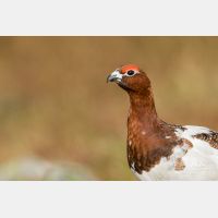 4271 x 2847_Px _RM_160611_MG_4029.jpg