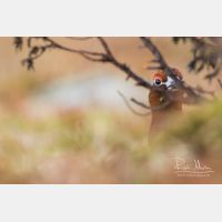 4862 x 3241_Px _RM_160611_MG_4063.jpg