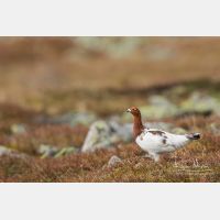 5186 x 3457_Px _RM_160611_MG_4142.jpg