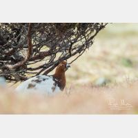 5272 x 3515_Px _RM_160611_MG_3643.jpg