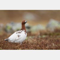 5472 x 3648_Px _RM_160611_MG_3898.jpg