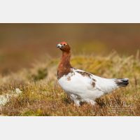 5472 x 3648_Px _RM_160611_MG_4098.jpg