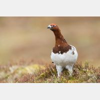 5472 x 3648_Px _RM_160611_MG_4233.jpg