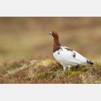 7728 x 5151_Px _RM_160611_MG_4256-Pano_b.jpg