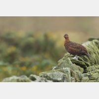 10295 x 6863_Px _RM_160927_MG_9917_Pan.jpg