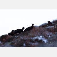 4492 x 2995_Px _RM_141215_MG_2547.jpg