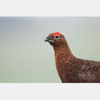 4748 x 3165_Px _RM_160927_MG_9566.jpg