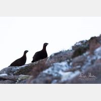 4897 x 3264_Px _RM_141215_MG_2552.jpg