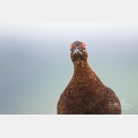 5029 x 3353_Px _RM_160927_MG_9587.jpg