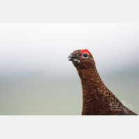 5050 x 3367_Px _RM_160927_MG_9559.jpg