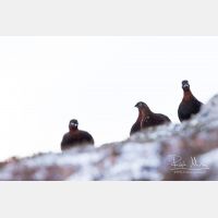 5165 x 3443_Px _RM_141215_MG_2575.jpg