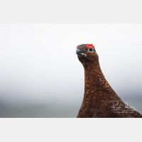 5255 x 3503_Px _RM_160927_MG_9550.jpg