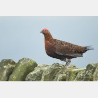 5323 x 3549_Px _RM_160927_MG_9714.jpg