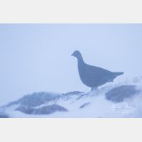 5472 x 3648_Px _RM_141208_MG_1317.jpg