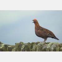 5472 x 3648_Px _RM_160927_MG_9756.jpg