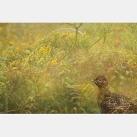 5472 x 3648_Px _RM_160927_MG_9961.jpg