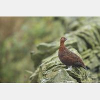 5472 x 3648_Px _RM_160927_MG_9963.jpg