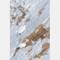 1728 x 2592_Px _RM_110212_MG_9795.jpg