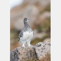 2432 x 3648_Px _RM_160919_MG_8602.jpg