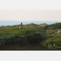 2713 x 1808_Px _RM_070629_MG_0683.jpg