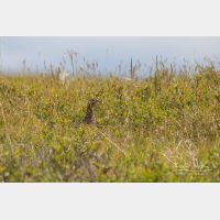 2975 x 1983_Px _RM_070706_MG_5183.jpg