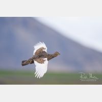 3226 x 2150_Px _RM_070706_MG_5216.jpg