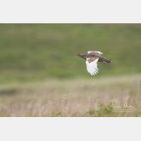 3226 x 2150_Px _RM_070706_MG_5221.jpg