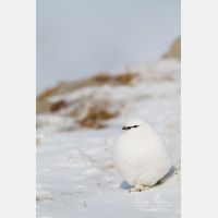 3456 x 5184_Px _RM_131228_MG_9844.jpg