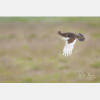 3504 x 2336_Px _RM_070706_MG_5201.jpg