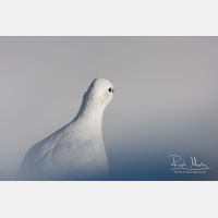 3597 x 2398_Px _RM_101231_MG_5462.jpg