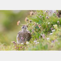 3997 x 2665_Px _RM_130811_MG_0789.jpg