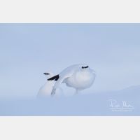 4153 x 2769_Px _RM_131228_MG_0180.jpg