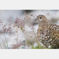 4239 x 2826_Px _RM_130811_MG_0454.jpg