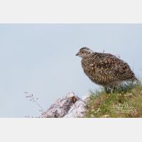 4294 x 2863_Px _RM_130812_MG_1389.jpg