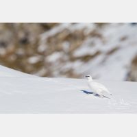 4320 x 2880_Px _RM_131228_MG_9015.jpg