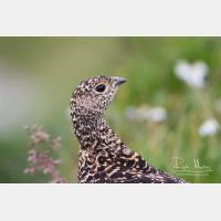 4344 x 2896_Px _RM_130811_MG_0710.jpg