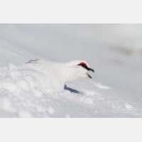 4402 x 2935_Px _RM_131228_MG_8543.jpg