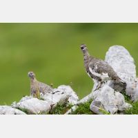 4446 x 2964_Px _RM_130811_MG_0514.jpg