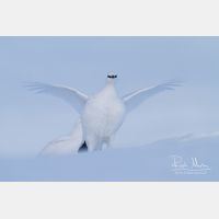 4485 x 2990_Px _RM_131228_MG_0183.jpg