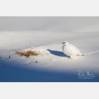 4490 x 2993_Px _RM_131228_MG_8252.jpg