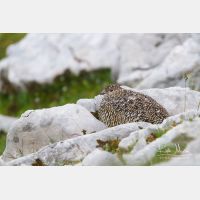 4494 x 2996_Px _RM_120810_MG_8009.jpg