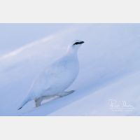 4515 x 3010_Px _RM_131228_MG_8376.jpg