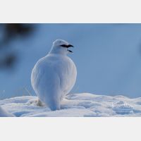 4519 x 3013_Px _RM_131228_MG_9056.jpg