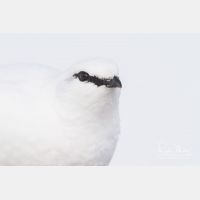 4554 x 3036_Px _RM_131228_MG_9538.jpg