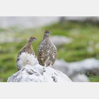 4566 x 3044_Px _RM_130811_MG_0387.jpg