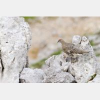 4586 x 3058_Px _RM_130811_MG_0854.jpg