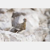 4627 x 3085_Px _RM_130811_MG_0837.jpg