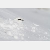 4643 x 3096_Px _RM_131228_MG_8525.jpg